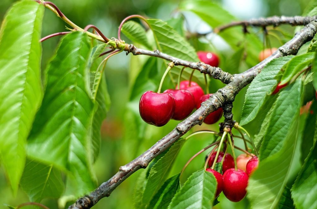cherry, fruits, food-1437707.jpg