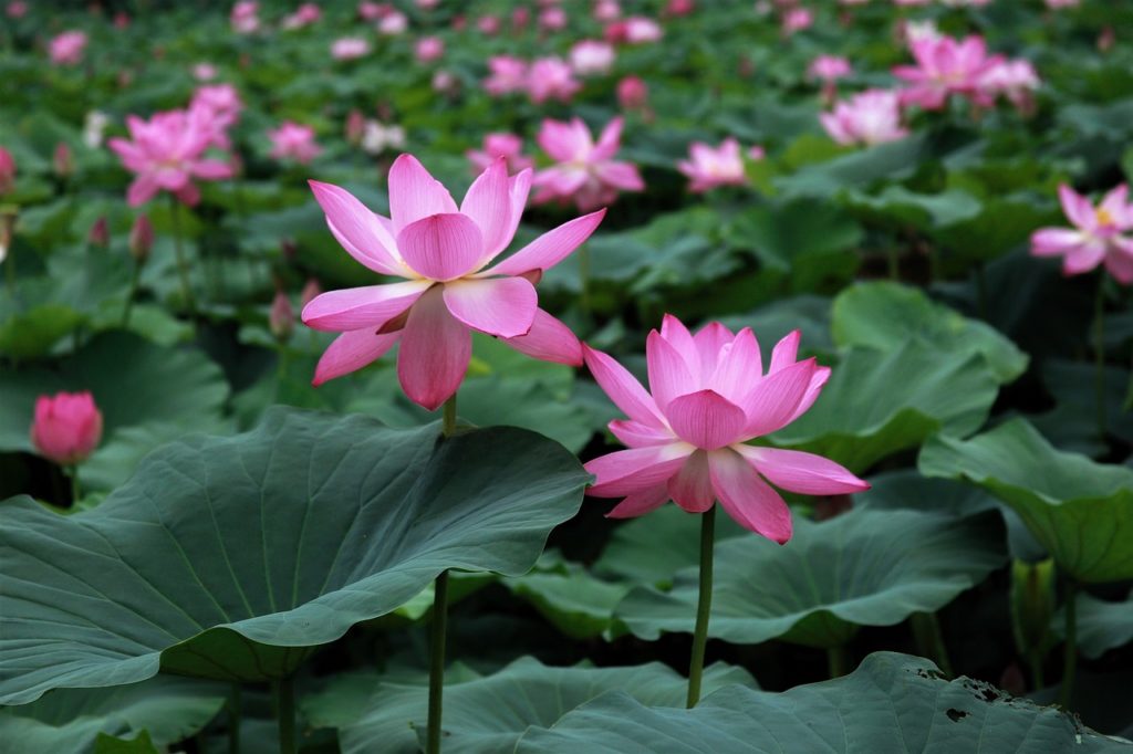 lotus, nature, lotus petals-3449597.jpg