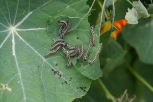 insects, liszki, pests-4718809.jpg