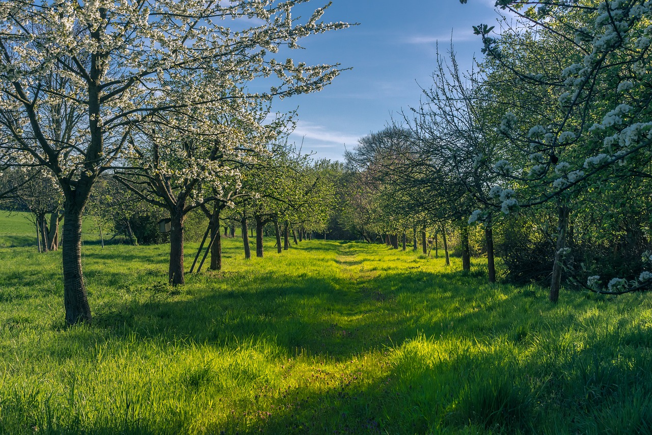 spring, fruit trees, blossoms-4158957.jpg