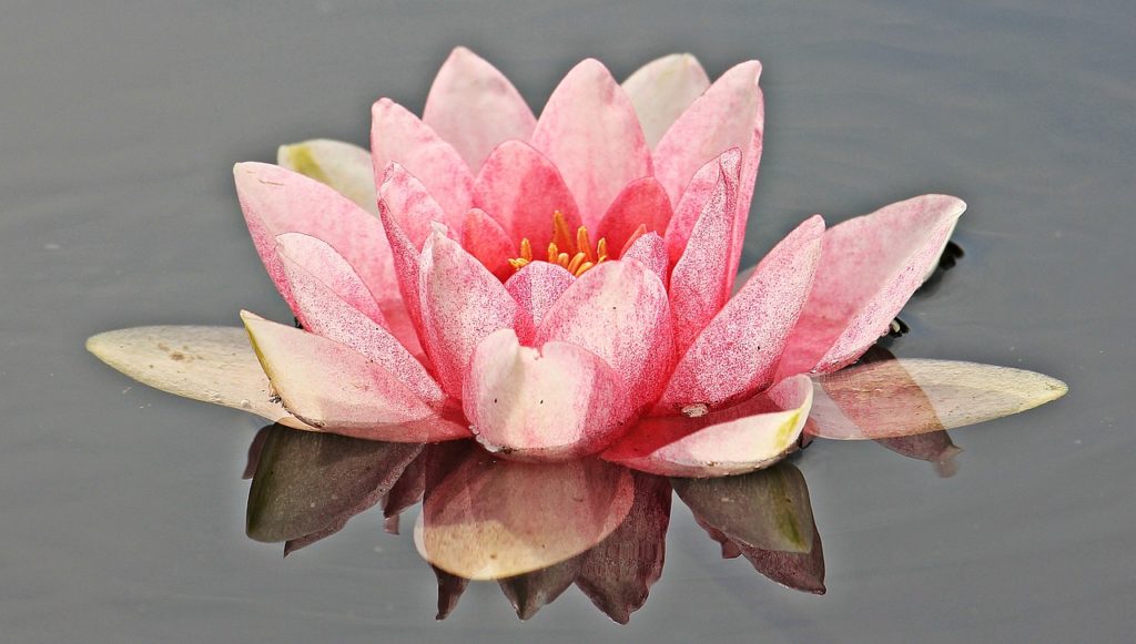 water lily, nuphar lutea, windows wallpaper-1540364.jpg